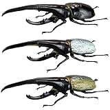 1/1ヘラクレスオオカブト ver.2.0 4個入りBOX