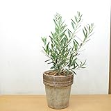 [エルフルール] オリーブ・シプレシーノ