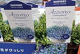 【送料込】【まとめ買い】　サントリーフラワーズ　アズーロコンパクト　4ポットセット　3寸苗　【花苗】 (スカイブルー)