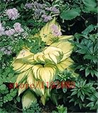 100pcs/bag hosta plants,Hosta 'Whirl Wind' in full shade,hosta flower,flower seeds,grass seeds,Ornam