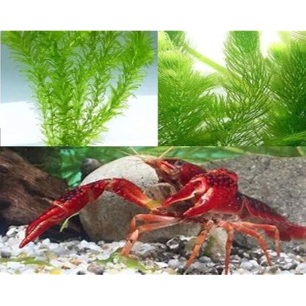 めだか街道発送商品 ザリガニに最適な無農薬水草２種セット ノーブランド品 水質テスト 管理用品 通販 Amazon
