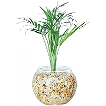 Amazon｜東京寿園 テーブルヤシ 土を使わない 観葉植物 ミニ おしゃれ