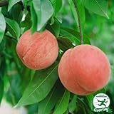 桃 苗木 【大久保 （おおくぼ）】 1年生 接ぎ木 ポット苗