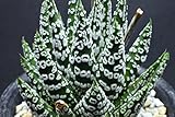 193.ハオルチアの人気種！ プミラ・ドーナツ。（Howorthia PUMILA DONUTS） 5粒 [並行輸入品]