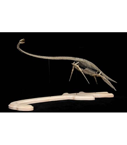 Amazon | VWUVWU 1/2 サイズ ヴェロキラプトル 恐竜 絶滅 古生物 化石