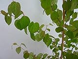 カツラ 樹高0.8m前後 12cmポット かつら 苗木 植木 苗 庭木 生け垣