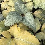 松村園芸さんのクリスマスローズ（原種系）：ステルニー　ビバからの黄葉ギザ葉3.5号ポット ノーブランド品