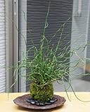 くるくるくるした姿が魅力【ラセンイの苔玉 ・くらま岩器セット】 (敷石の色（黒）)