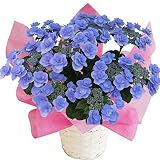 ケーシィブルー　さかもと園芸　達人のあじさい　母の日　あじさい　アジサイ　紫陽花　花鉢植え　花　ギフト　プレゼント　贈答品