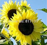 新しいホームガーデンの植物5種LEMON QUEENひまわりヘリアンサス・アナス花の種