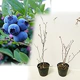 国華園　果樹苗　ハイブッシュ系挿木3年生ブルーベリーCセット　2種2株【※発送が国華園からの場合のみ正規品です】