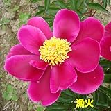 特選品種を厳選紹介！宿根草 芍薬 ( シャクヤク )変わり咲き特選品種 芽付12cmポット苗【漁火】