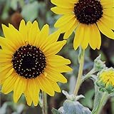 ひまわり：大雪山（ダイセツザン）3号ポット 4株セット[茎葉がシルバーカラーのヒマワリ] ノーブランド品