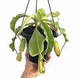 食虫植物 ウツボカズラ Nepenthes maxima wavy leaf,frilled stem x maxima(d) Y's ５号黒吊り鉢 (ネペンテス マキシマウェービーリーフxマキシマ（