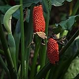 10シードレッドフルーツトウモロコシ種子