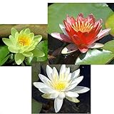 (ビオトープ/睡蓮) 温帯性睡蓮(スイレン)3色セット 赤・黄・白(各1株ずつ) 本州・四国限定[生体]