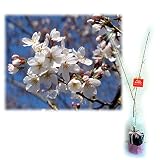 【ノーブランド品】桜の苗木ギフト：染井吉野（ソメイヨシノ）・「お誕生日おめでとう」カード付[記念樹]