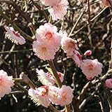 ウメ（梅）：はなかみ（花香実）4～5号ポット[桃紅色の八重花、中果・中生種][苗木] ノーブランド品