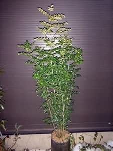 Amazon シマトネリコ ７本以上の株立ち 全長160cm 常緑樹 植木
