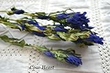~Coco Heart~　リンドウ　ブルー　　（木の実・ドライフラワー）