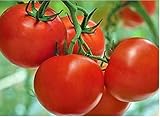 赤いトマト種子ライサF1ウクライナの早期ハイブリッドNON-GMO