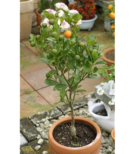 ymk　カラマンシー2鉢セット　送料無料 ymk カラマンシー2鉢セット 送料無料 f-032_1-19-1.jpg