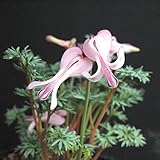 【山野草】コマクサ