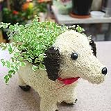 ワンちゃんバスケットとミニ観葉植物 白い犬と斑入りのプミラのセット お部屋のインテリアや誕生日プレゼントやお祝いギフト