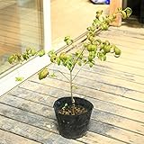 庭木・植木：ツリバナ　風鈴ツリバナ　紅奴（べにやっこ）