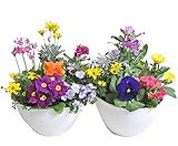 【超お買い得商品】季節の鉢植えプラケース８号 【２個セット】 （宿根・多年草のお花を多く使用しているので、長くお楽しみいただけます！！）