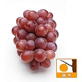 ブドウ：紅伊豆（べにいず）挿木苗4～5号ポット[果樹苗木] ノーブランド品