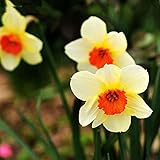 50 Seeds/Pack Bonsai Seeds of Aquatic Plants Double Petals Pink Daffodils Seed for Home Garden Daffo