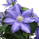 クレマチス：H.F.ヤング5.5号ポット[3年生苗]（パテンス・ラヌギノーサ系） ノーブランド品