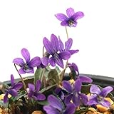 (山野草) ヒメスミレ(姫菫) 3号(1ポット) 本州・四国限定[生体]