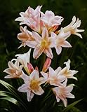 芳香あり！アマルクリナム・ハワーディ球根　1球