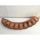 世界最大の豆・モダマ（藻玉）[装飾や工作材料に！]