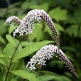 【山野草】桃花オカトラノオ