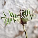 カラスザンショウ 樹高20～30cm前後 単品 ポット苗