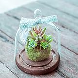 多肉植物 ( 造花 ) 寄せ植え ガラスの森 リトルモス