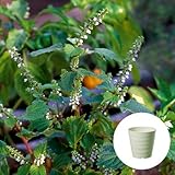 青 シソ 栽培 セット/ハーブ/軽量 プラスチック 鉢 プランター/アイボリー