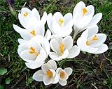 True crocus saffron bulbs,iran saffron,(not saffron seed),flower bulbs,Happy Joy Flowers,bonsai pot 