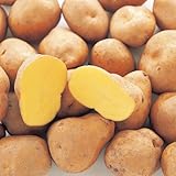 ジャガイモ・インカの目覚めの種芋（500g）