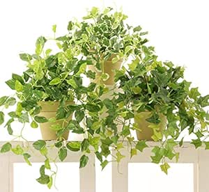 Amazon 消臭 脱臭 空気清浄 光触媒観葉植物 フェイクグリーン おしゃれ インテリア ポトス アイビー プミラ 3点セット 素焼きポット No8407 人工観葉植物 オンライン通販