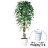 エフプランター 人工観葉植物-アカシアリアナ-180-9号鉢-懸崖鉢