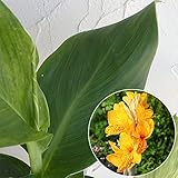 カンナ：アンアーファン6号鉢植え ノーブランド品