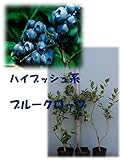 ブルークロップ[寒冷地向けハイブッシュ系ブルーベリー苗木]　直径13.5cmポット　樹高約0.5m 3年生苗