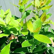 月桂樹さん専用 Amazon.co.jp: 月桂樹 苗 苗木 3.5号 ハーブ ローリエ 常緑樹