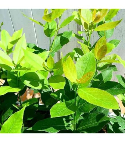 月桂樹さん専用 京都)上撰 月桂冠 さけパック プレミアムブレンド 1800ml【別送品