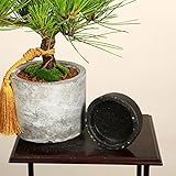 インテリア盆栽：三河黒松（モダン鉢)紐・受け皿付き*カラー選べます♪ (金ひも×黒受皿)