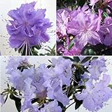 ブルーツツジ3種セット（クレーターレイク、さざなみ、黒潮）[人気の高いブルー系ハイブリットツツジ]